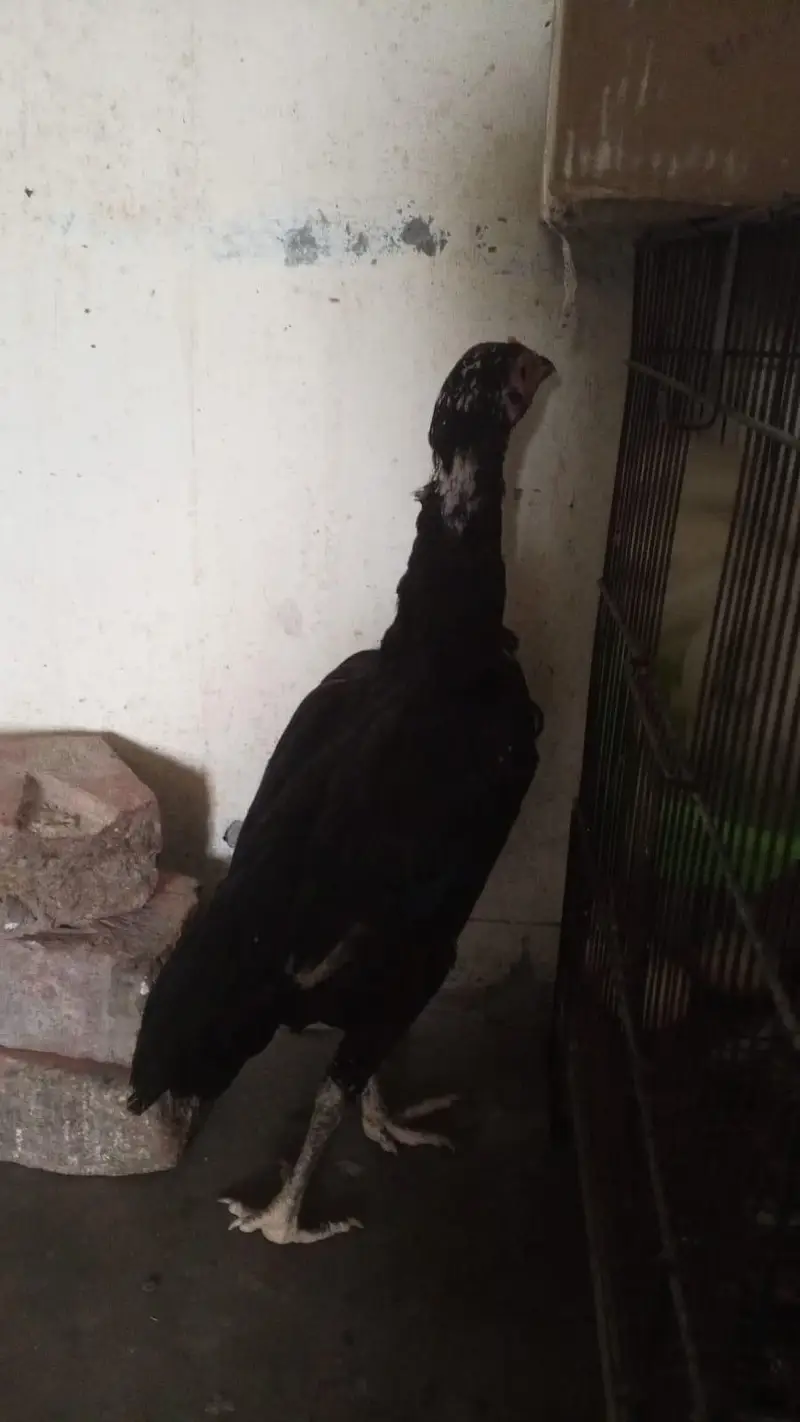 Aseel Murgi breeder sale now kmi beshi ho jay gi — photo 2