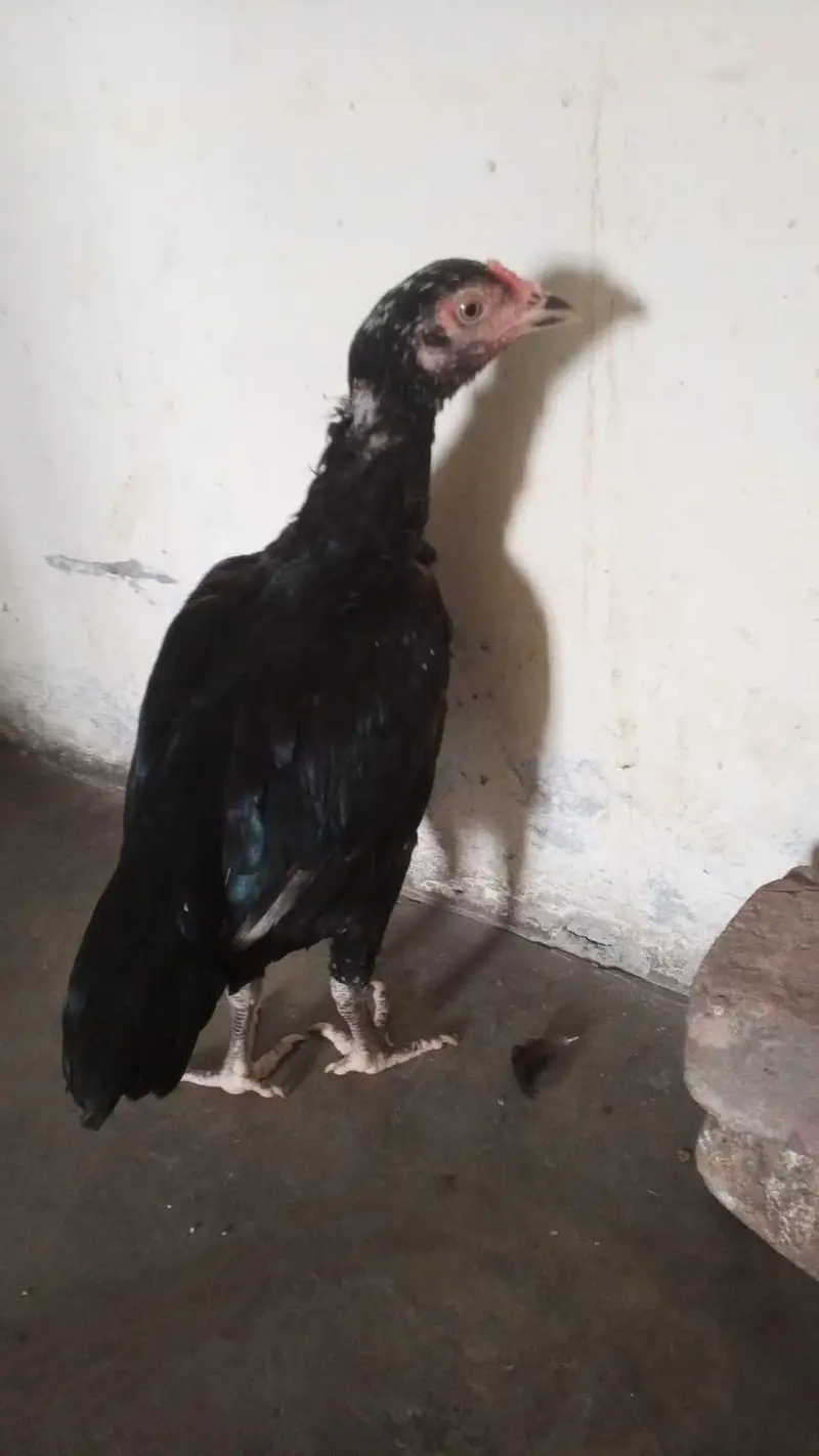 Aseel Murgi breeder sale now kmi beshi ho jay gi — photo 3