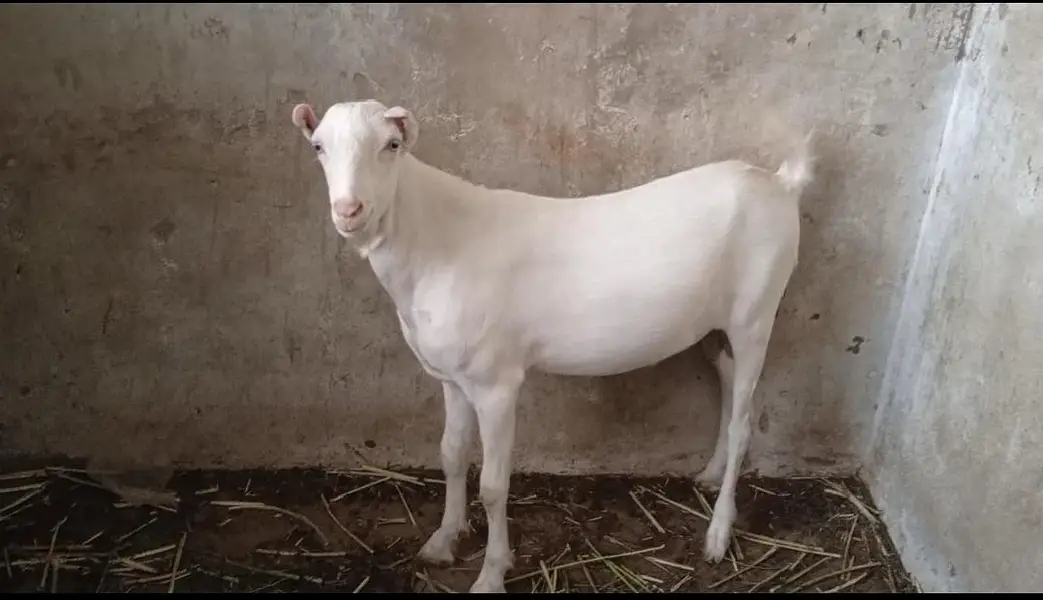 Teddy Male Kheera 2 Danth Gabban Teddy Bakri — photo 2