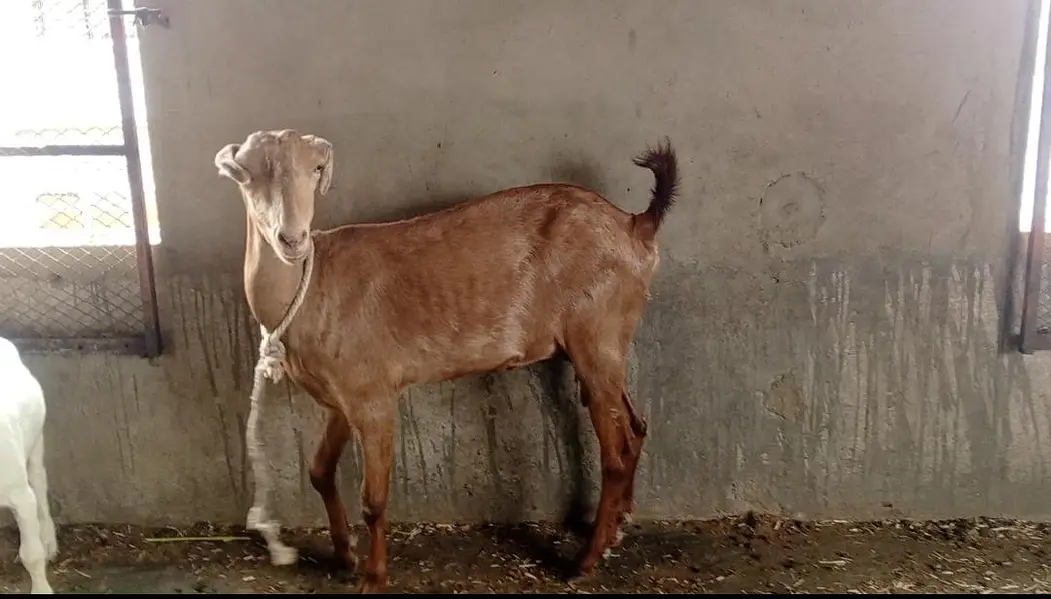 Teddy Male Kheera 2 Danth Gabban Teddy Bakri — photo 4