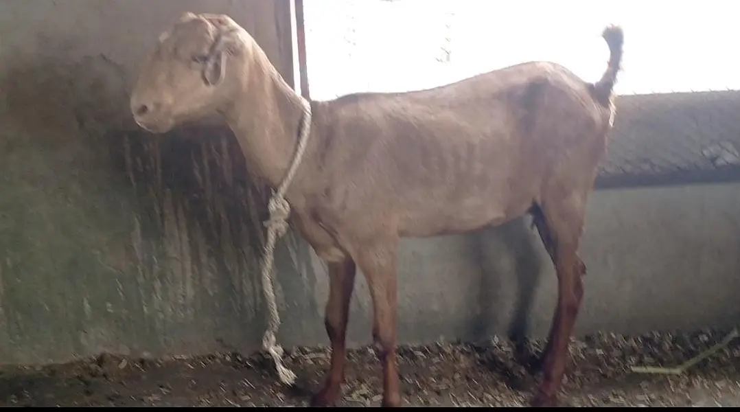 Teddy Male Kheera 2 Danth Gabban Teddy Bakri — photo 5