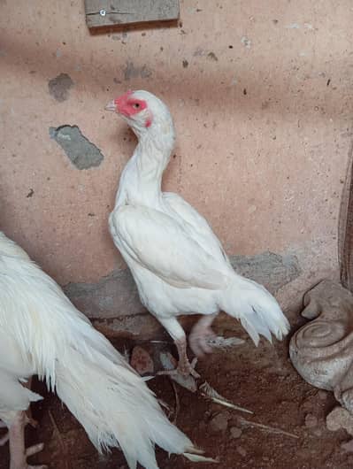 white heera