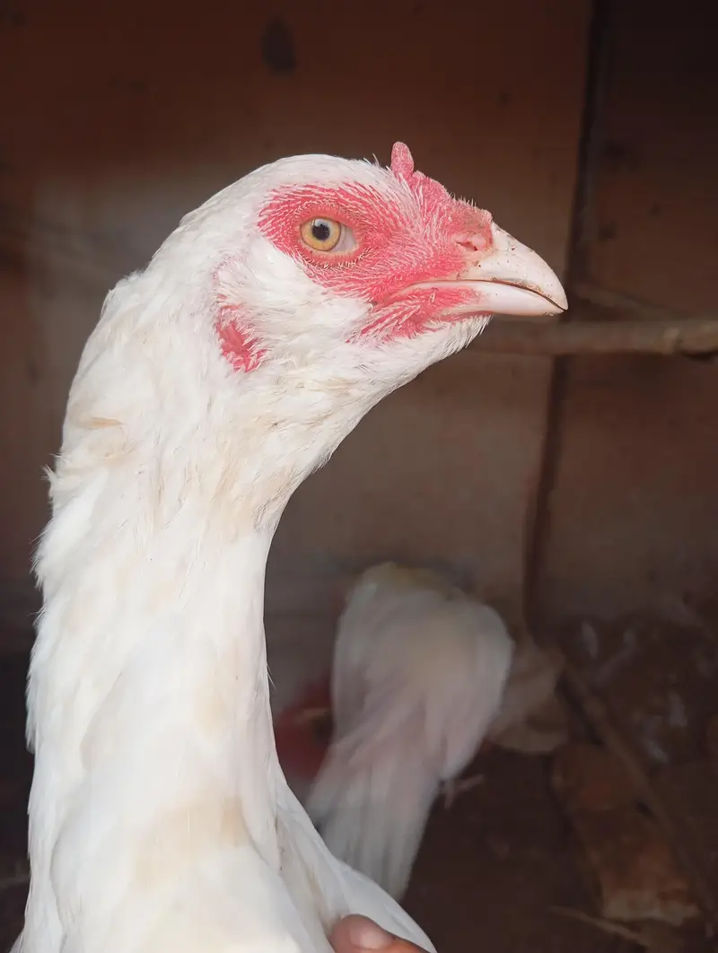 white heera — photo 2