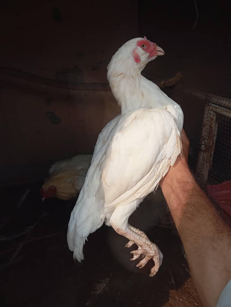 white heera 2