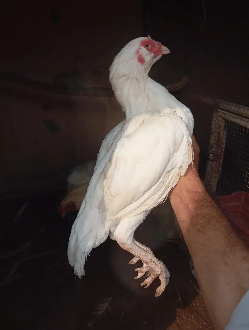 white heera — photo 5