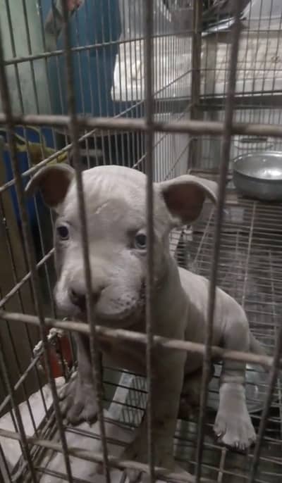 High quality pitbull female pup (puppies)
