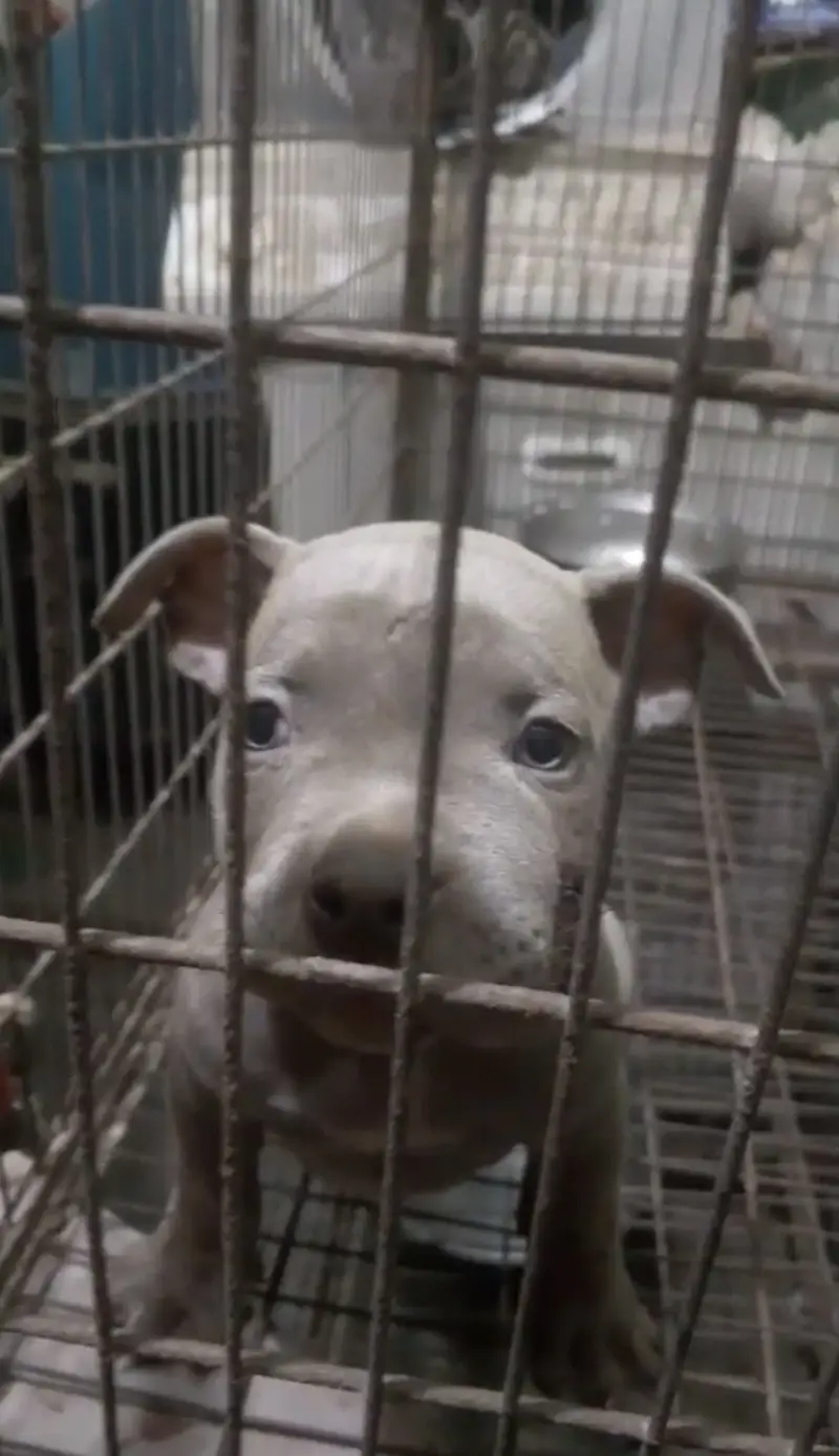 High quality pitbull female pup (puppies) — photo 2