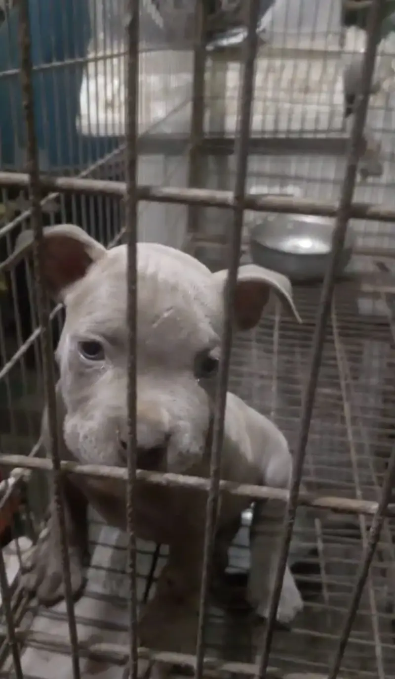 High quality pitbull female pup (puppies) — photo 3