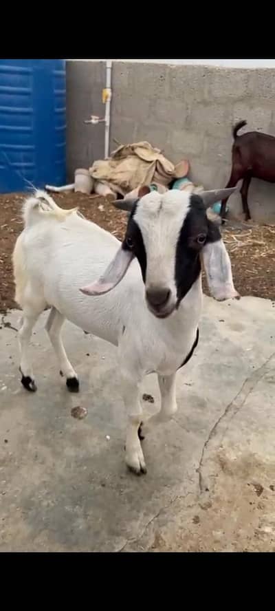 Tapra Male Goat Kid / andu / bakra