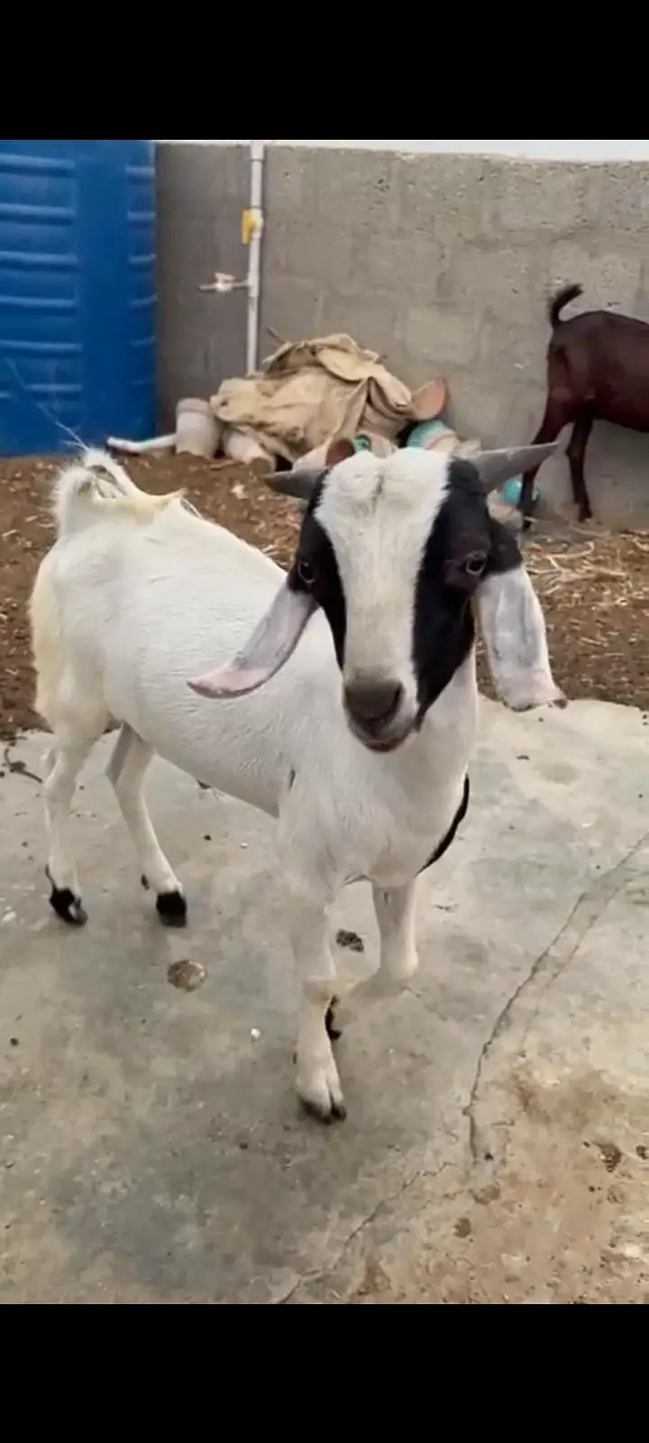 Tapra Male Goat Kid / andu / bakra