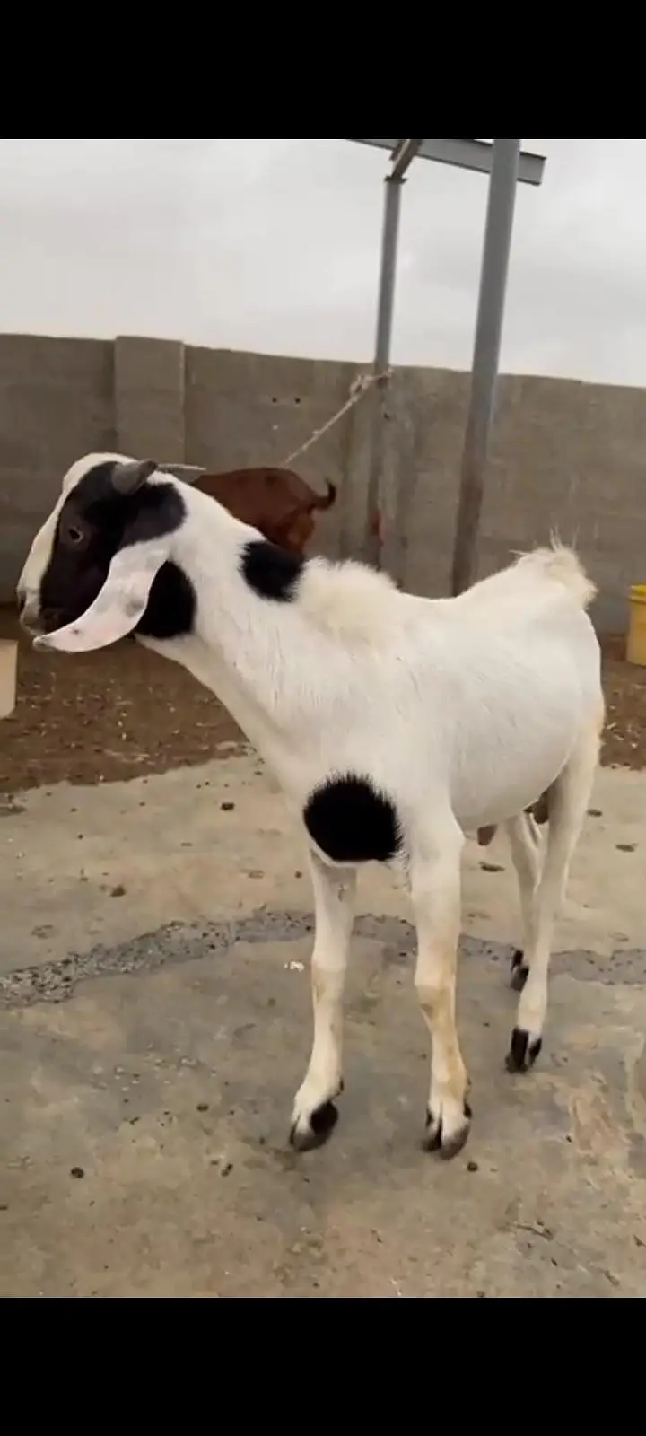 Tapra Male Goat Kid / andu / bakra — photo 2