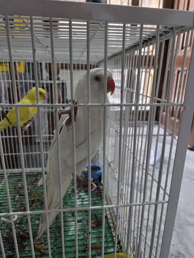 birds for sale