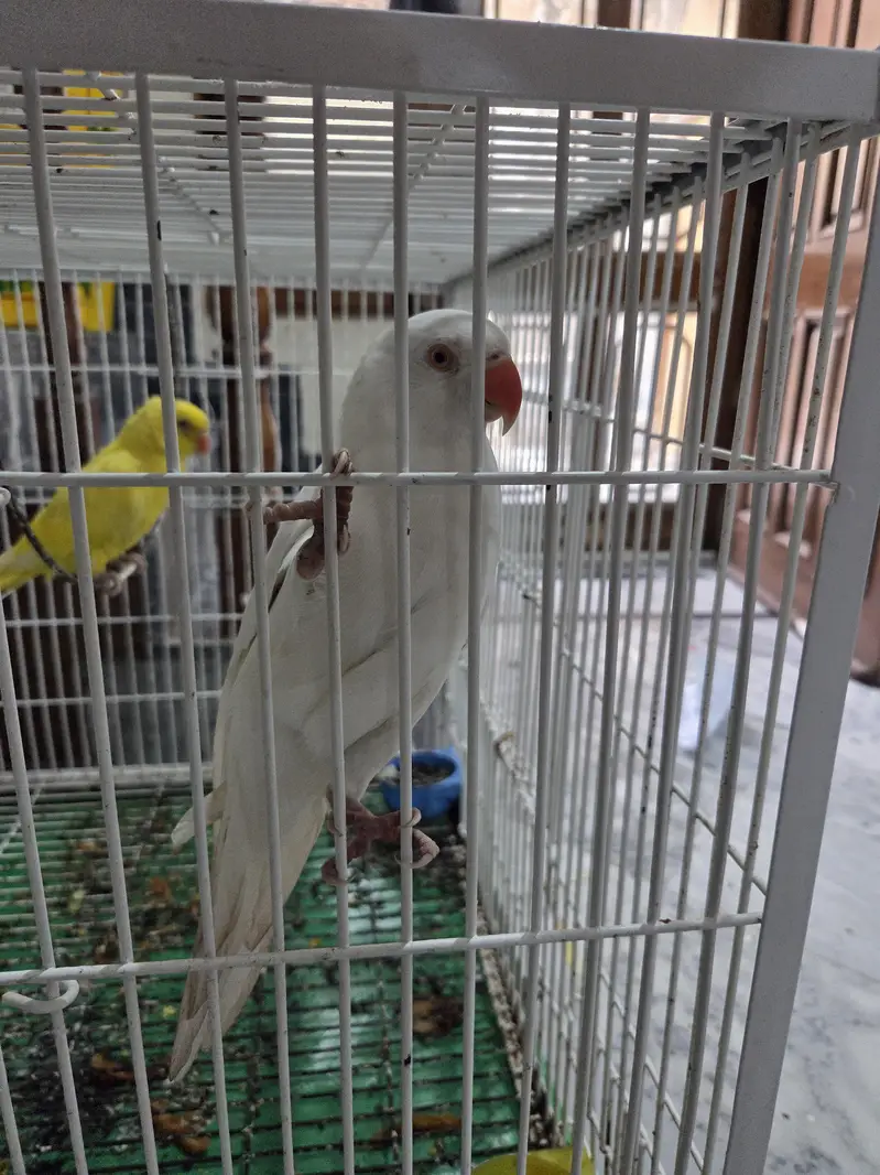 birds for sale