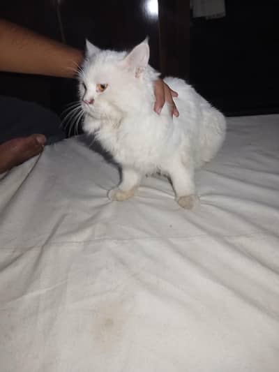 white cat