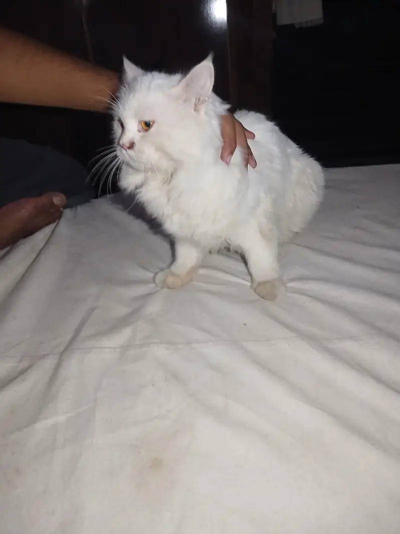 white cat