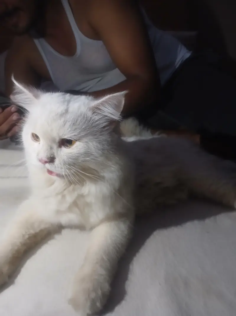 white cat — photo 2