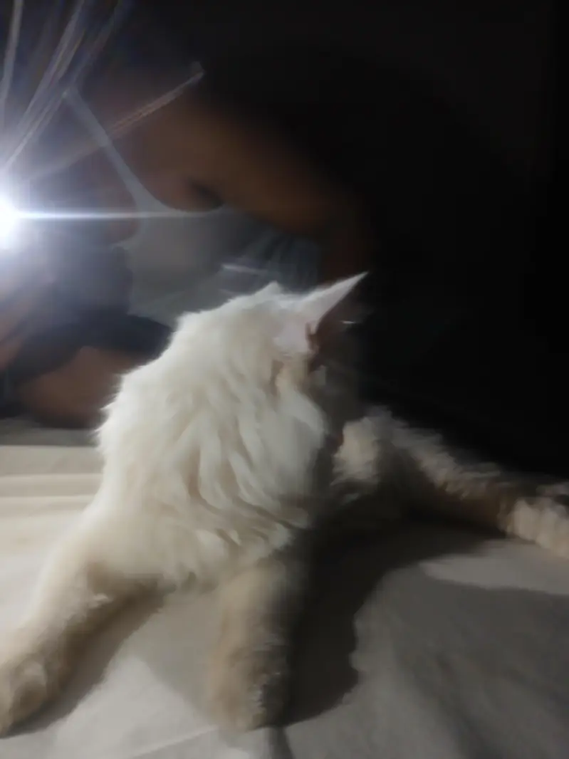 white cat — photo 3