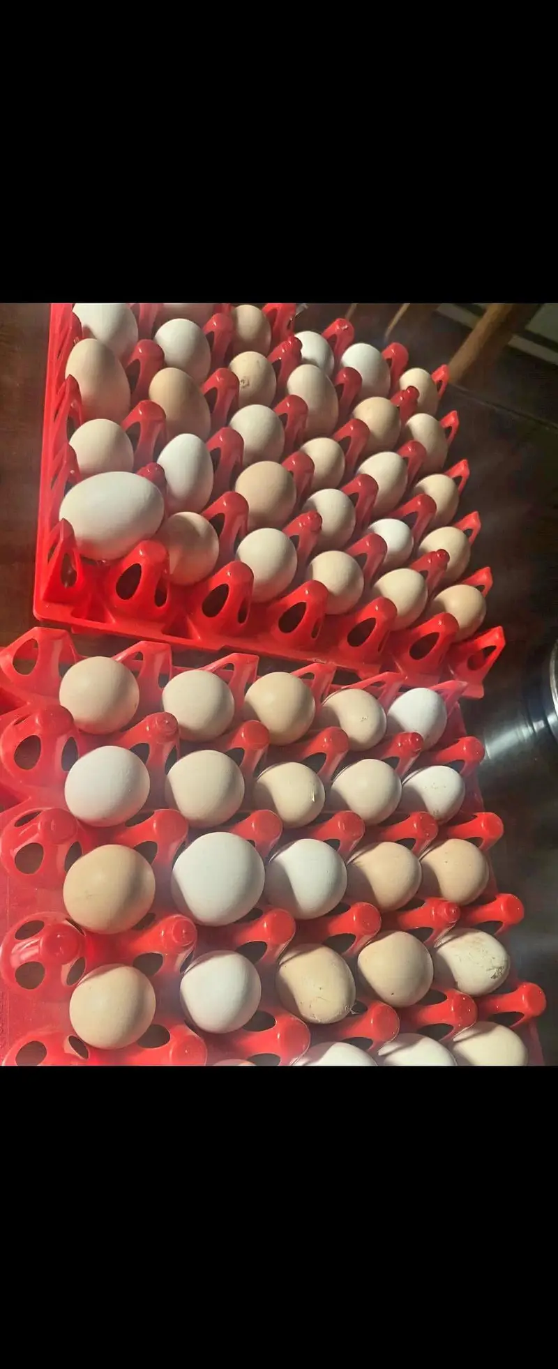 100% Fertile Eggs Available — photo 2