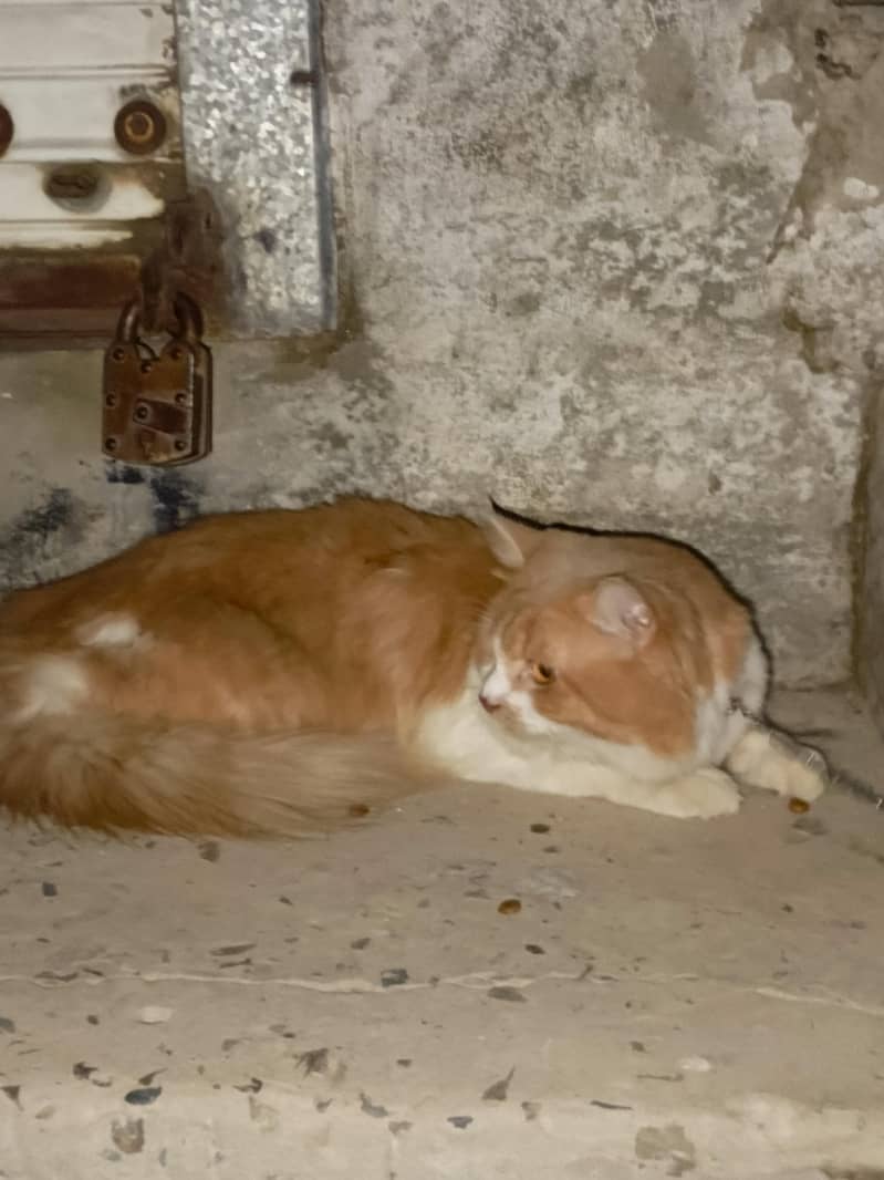 cats. 0