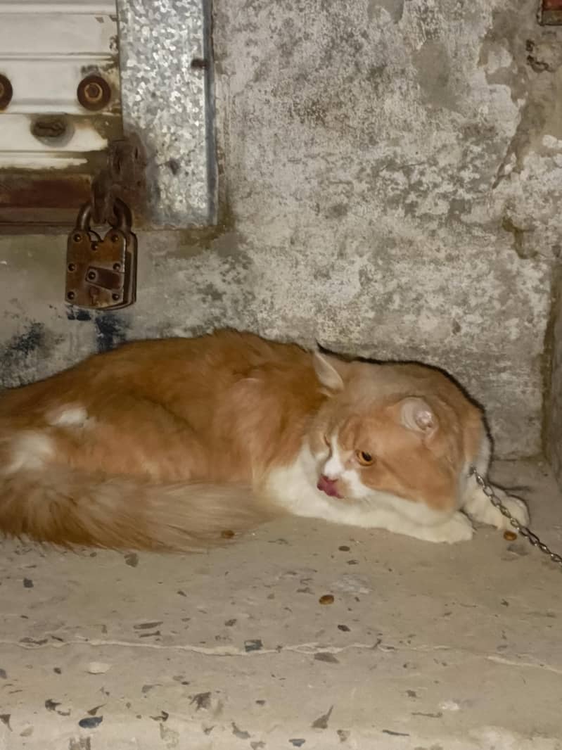 cats. 1