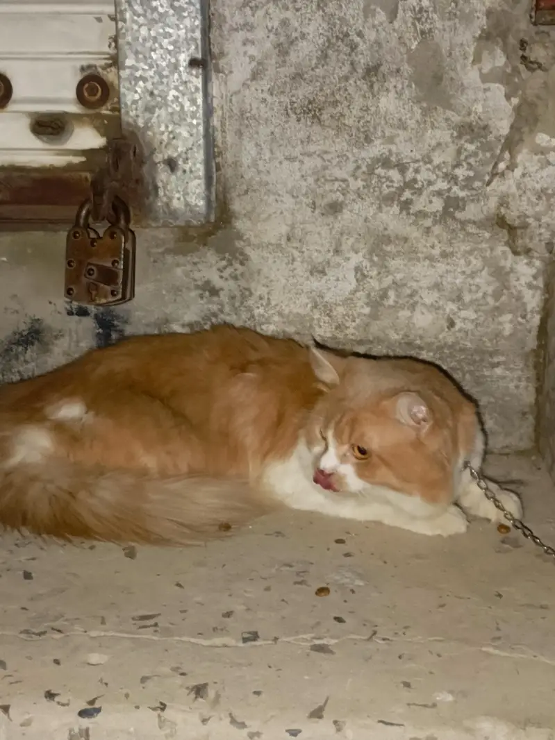cats. — photo 2
