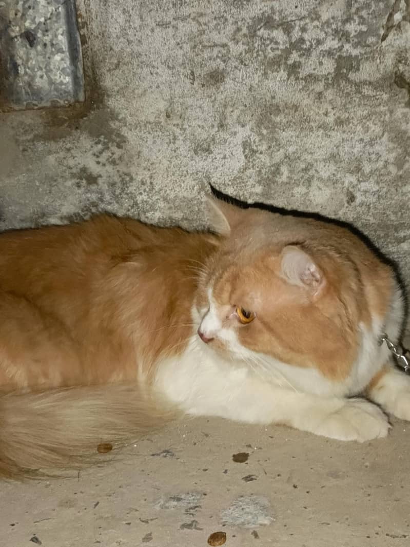 cats. 2