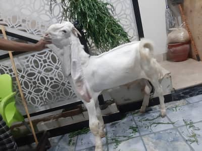 gulabi bakra