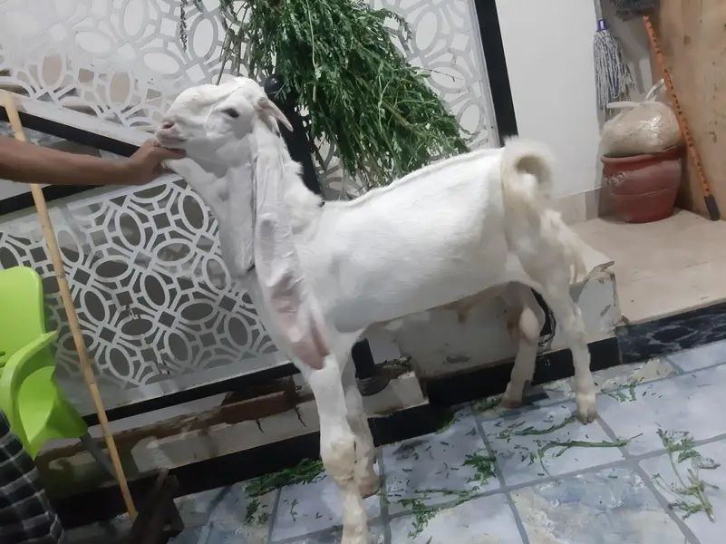 gulabi bakra