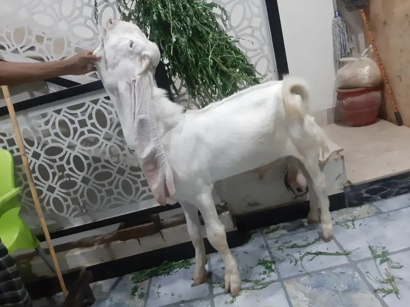 gulabi bakra — photo 2