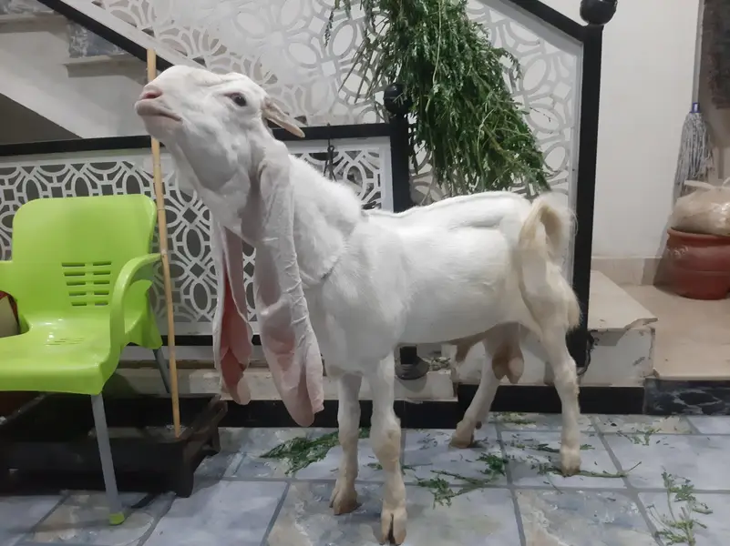 gulabi bakra — photo 3