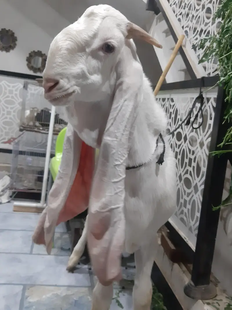 gulabi bakra — photo 4