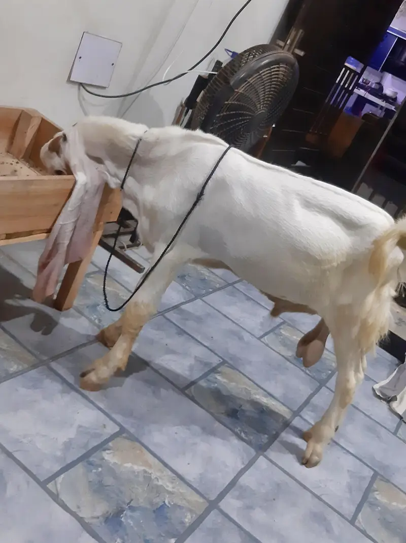 gulabi bakra — photo 5