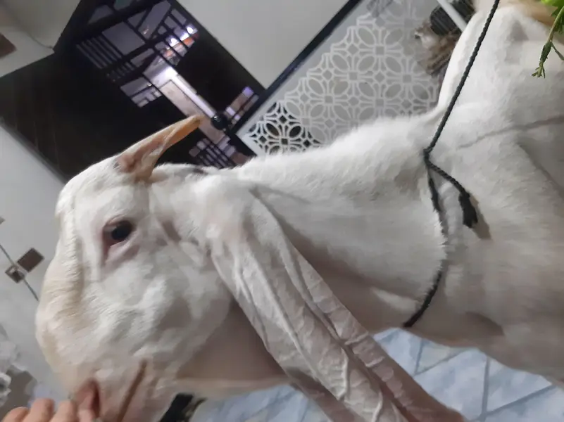 gulabi bakra — photo 6