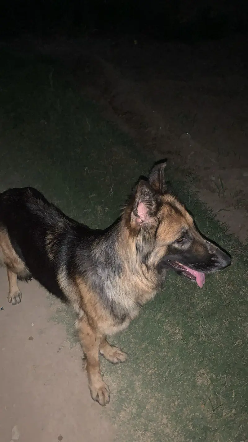 gsd female — photo 2
