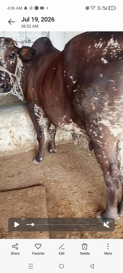 cow bahut khubsurat acchi nasl ka