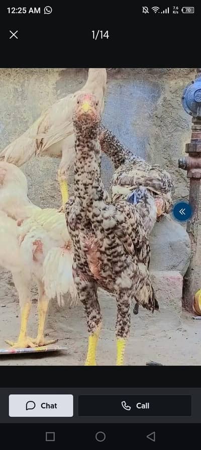 White/Black Shamo Aseel | Strong & Healthy Bird