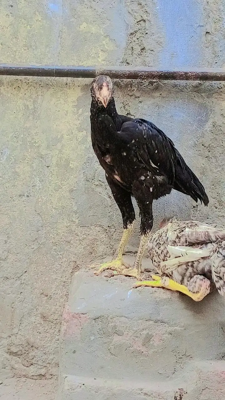 White/Black Shamo Aseel | Strong & Healthy Bird — photo 3