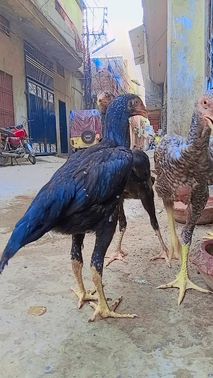 White/Black Shamo Aseel | Strong & Healthy Bird — photo 5