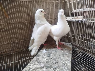 King jumbo size Breeder pair