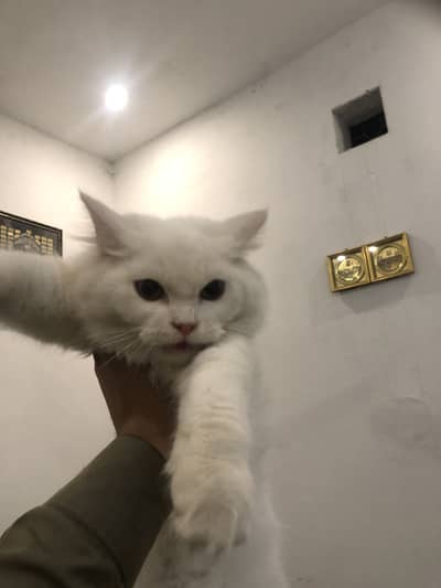 Persion kitten triple coated