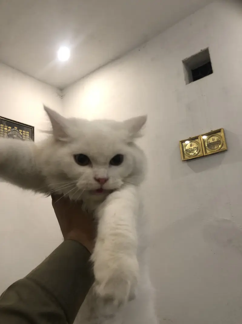 Persion kitten triple coated