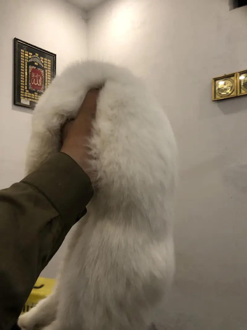 Persion kitten triple coated — photo 3