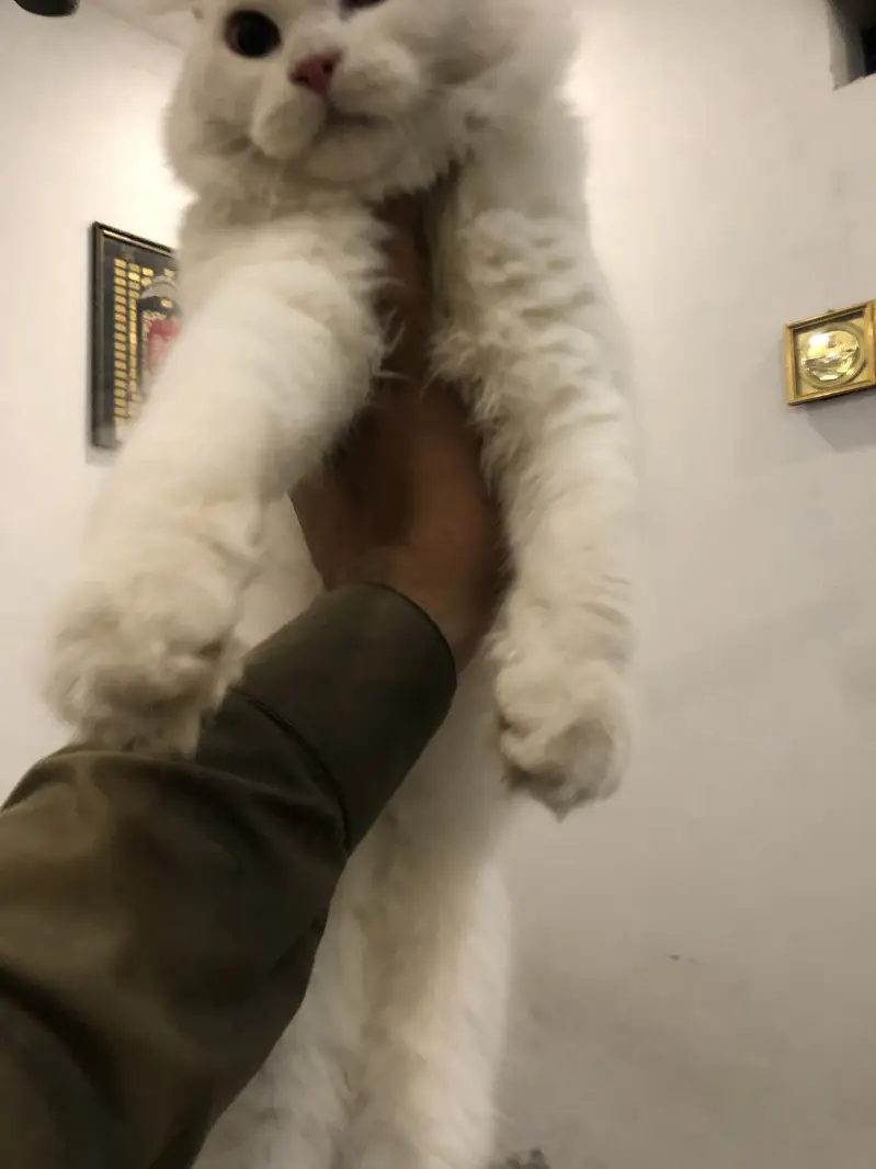 Persion kitten triple coated — photo 4