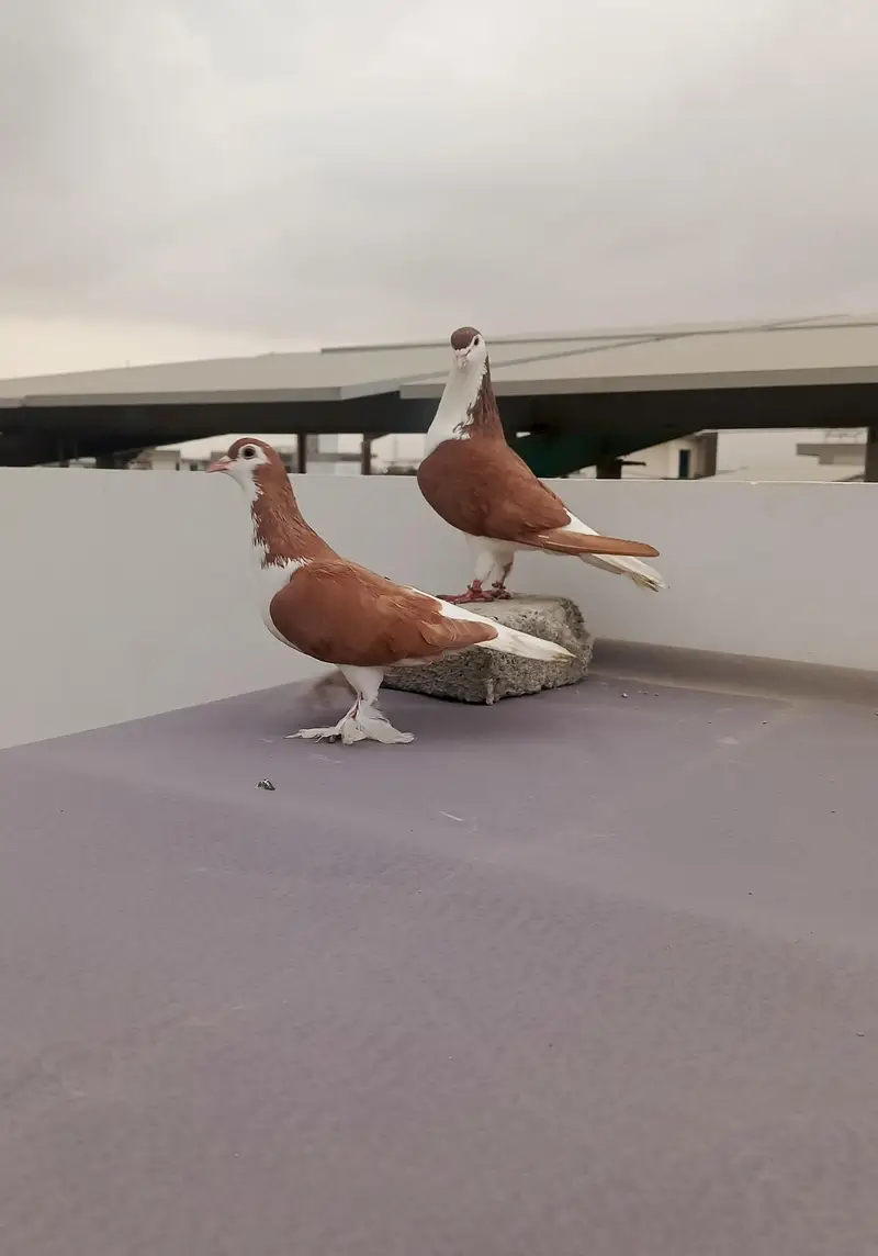 lal sherazi kabutar pair — photo 2