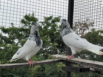 High quality pigeons