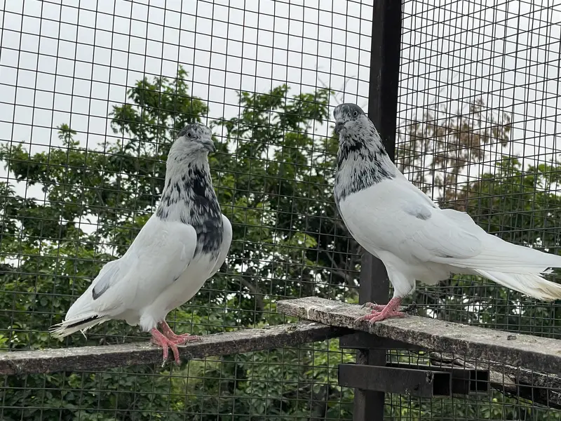 High quality pigeons