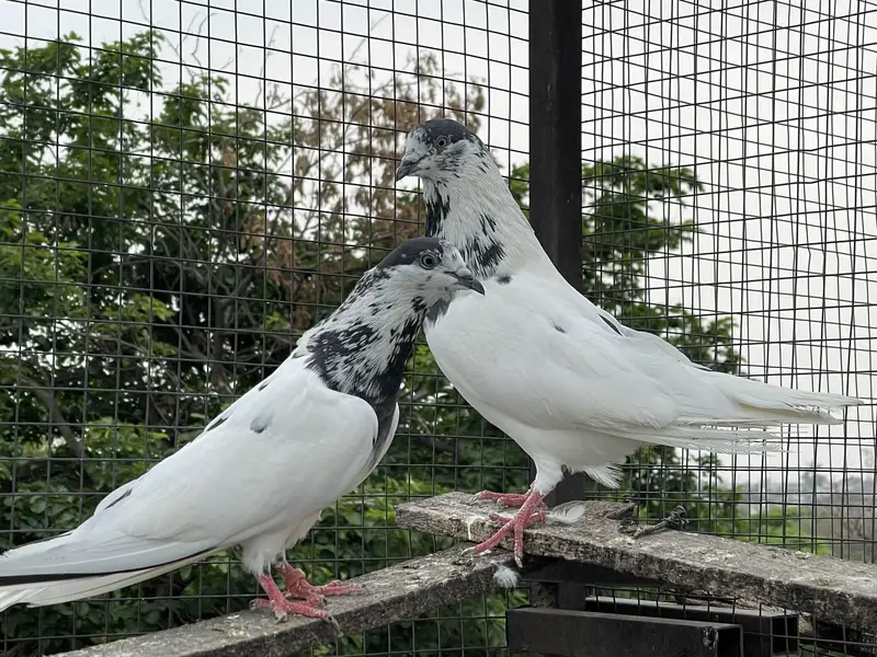 High quality pigeons — photo 2