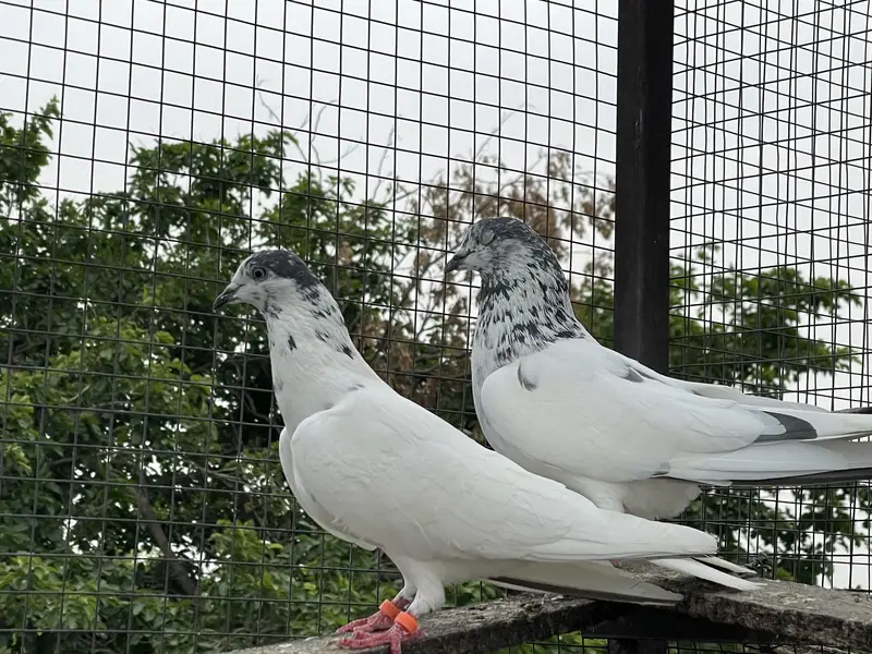 High quality pigeons — photo 3