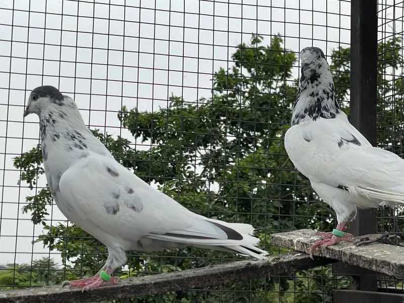 High quality pigeons — photo 4