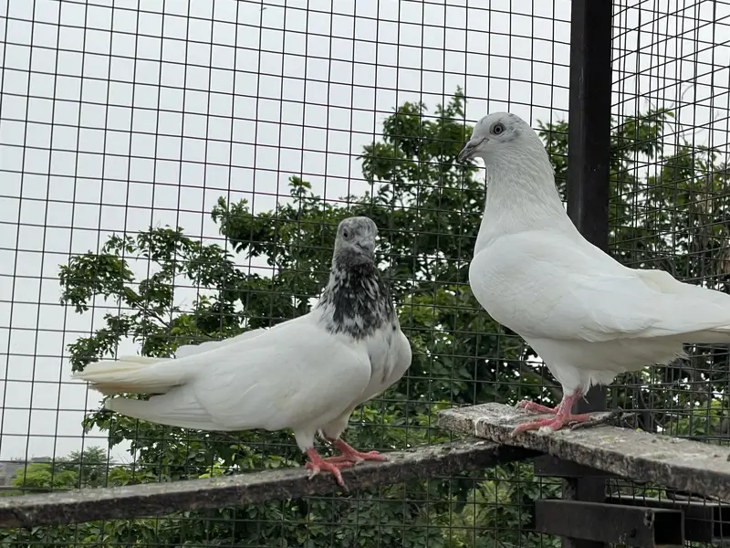 High quality pigeons — photo 5